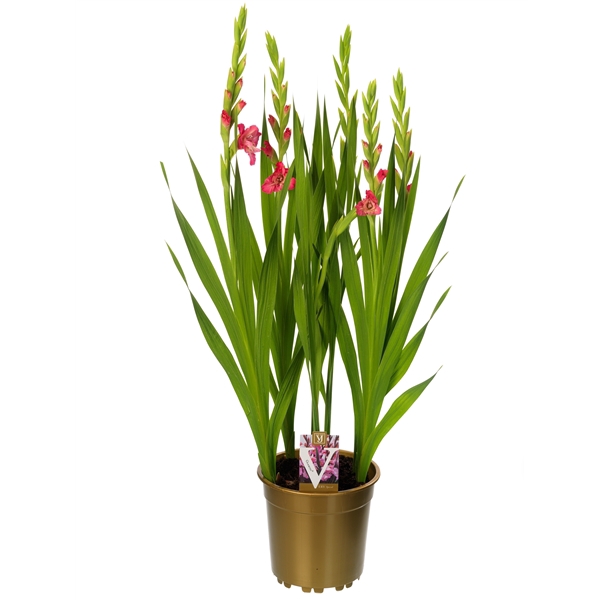 <h4>Gladiolus glamini Eva</h4>