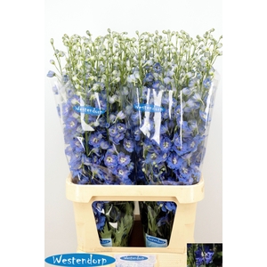 DELPH DU KI OCE BLUE