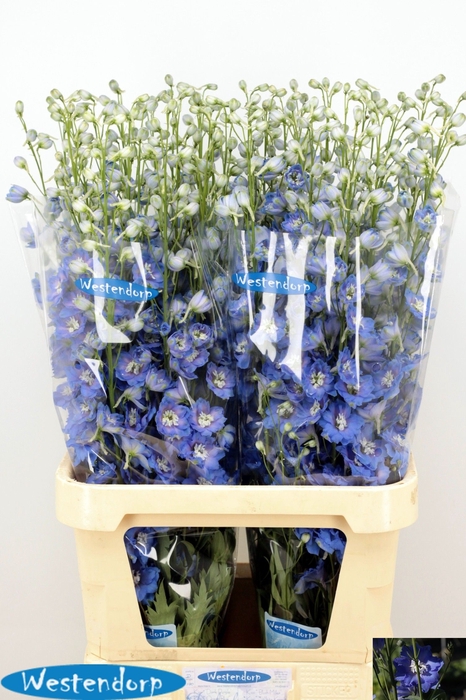 <h4>DELPH DU KI OCE BLUE</h4>