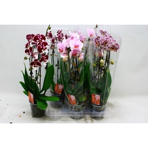 PHAL EL CASCADE
