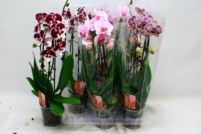 <h4>PHAL EL CASCADE</h4>