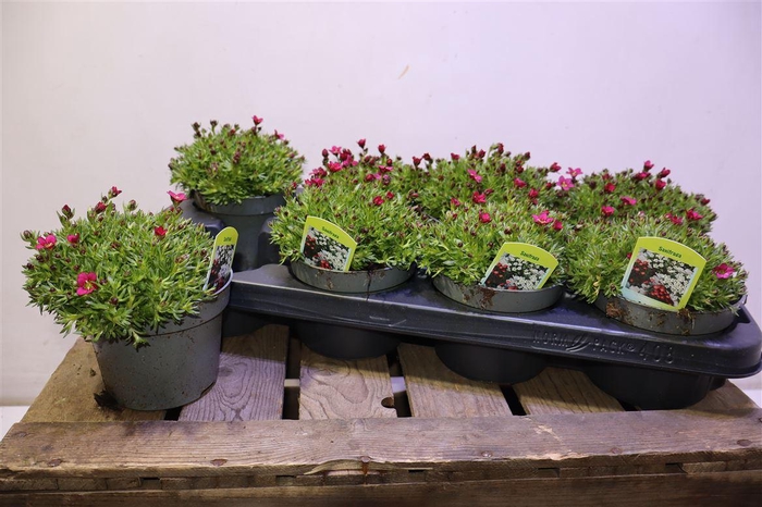 <h4>Saxif Ar Tour N Ros</h4>