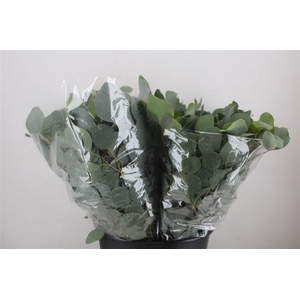 Euca Populus Short 150gr P Bunch