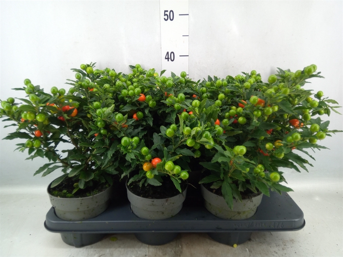 <h4>Solanum pseudocapsicum 'Bartoli'</h4>