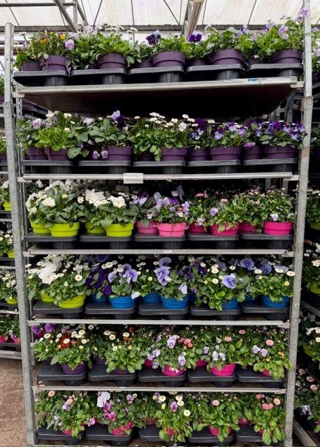 <h4>PERKPL GEM IN POT</h4>