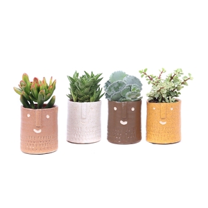 Succulent mix 8,5 cm in Zamora sierpot