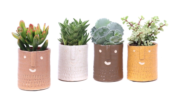 <h4>Succulent mix 8,5 cm in Zamora sierpot</h4>