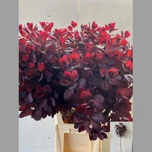 Cotinus C Royal Purple