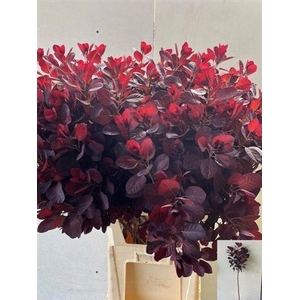 Cotinus C Royal Purple