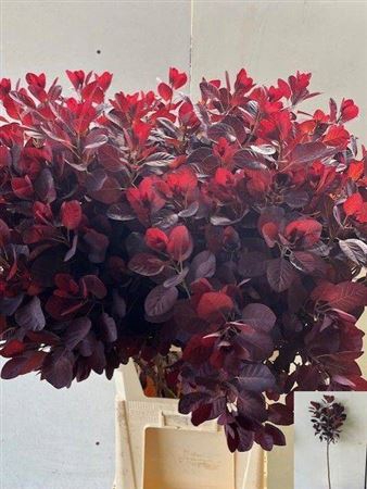 <h4>Cotinus C Royal Purple</h4>