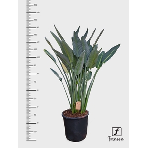 STRELITZIA REGIN BL