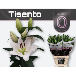 LI OT TISENTO 3+
