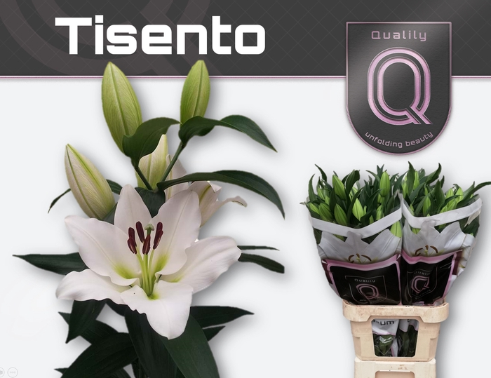 <h4>LI OT TISENTO 4+</h4>
