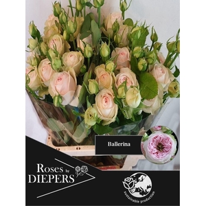 R TR BALLERI SUMMERH