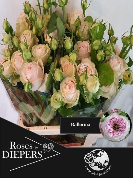 <h4>R TR BALLERI SUMMERH</h4>