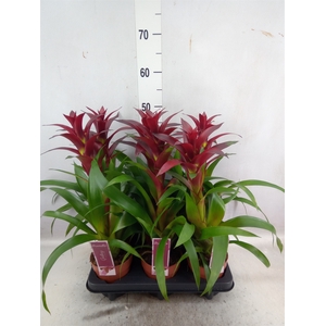 Guzmania  'Nextara'