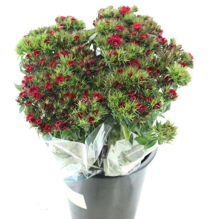 <h4>Di Barb Red Extra</h4>