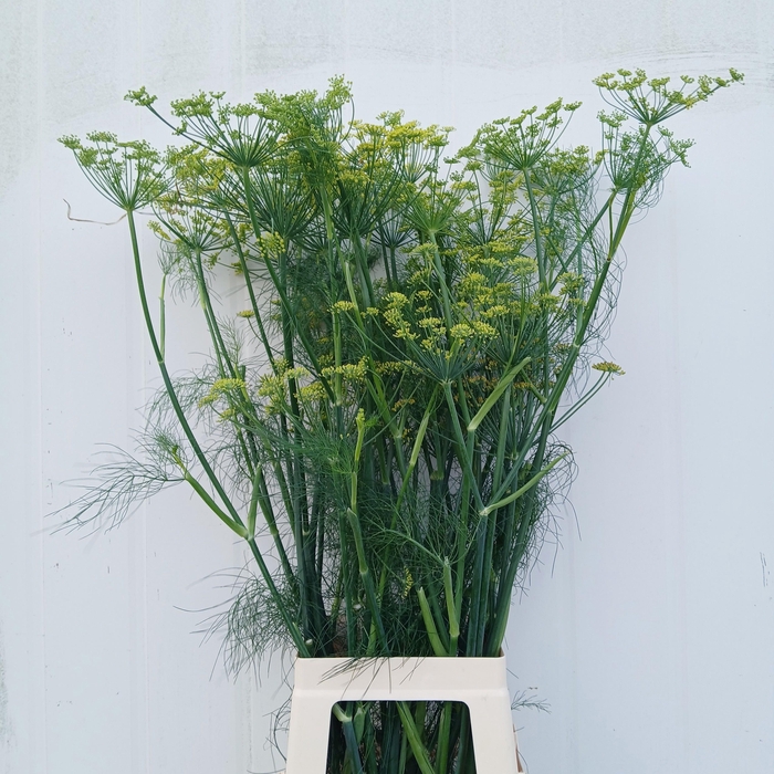 <h4>FOENICULUM VULGARE</h4>