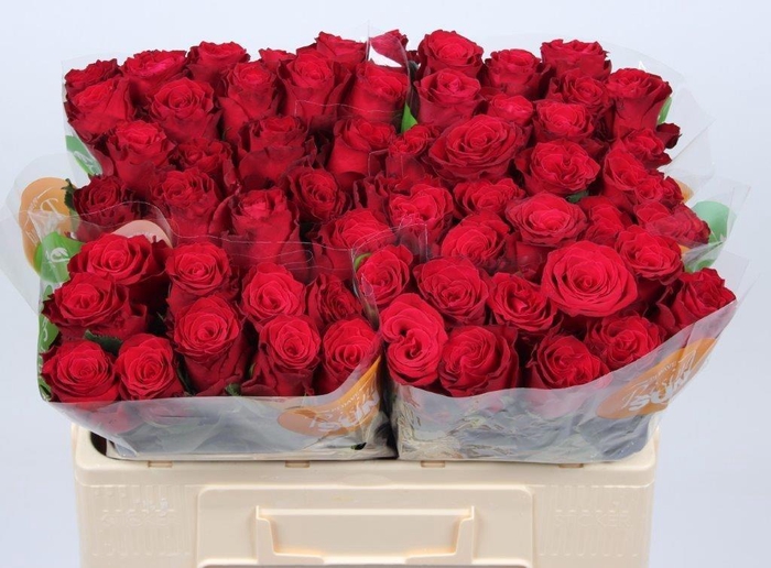 <h4>R GR RHODOS</h4>