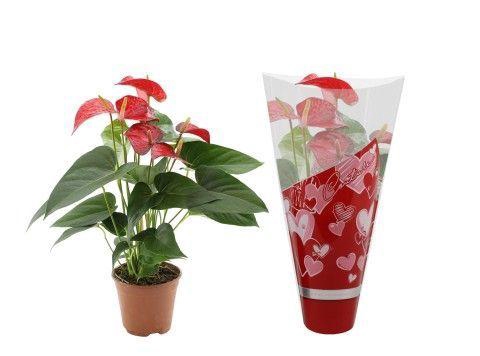 Anthurium Red Bull in Couture hearts sleeve