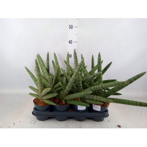 Sansevieria cyl.  ...