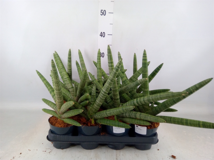 <h4>Sansevieria cyl.  ...</h4>