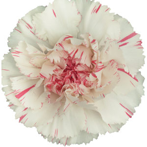 Di St Yukari Cherry Bicolor 75cm CO