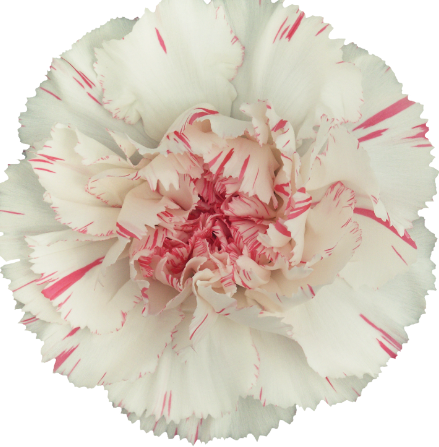 <h4>Di St Yukari Cherry Bicolor 75cm CO</h4>