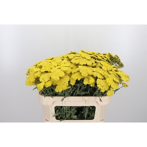 Achillea Moonshine