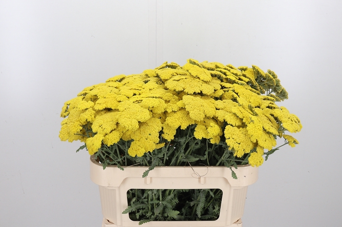 <h4>Achillea Moonshine</h4>