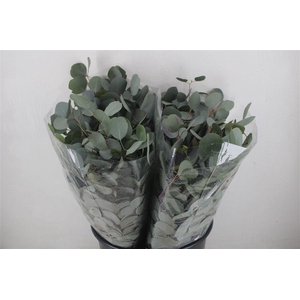 Euca Populus Short 150gr P Bunch
