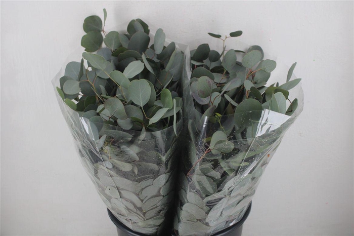 <h4>Euca Populus Short 150gr P Bunch</h4>