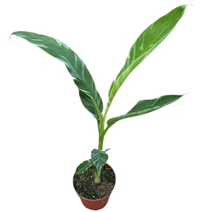 Musa