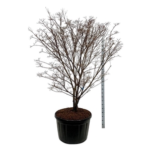 Cornus kousa 'Milky Way'