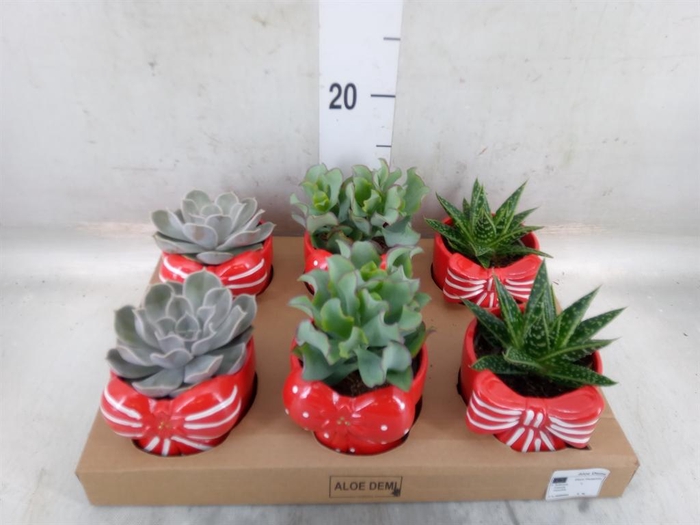 <h4>Succulents   ...</h4>