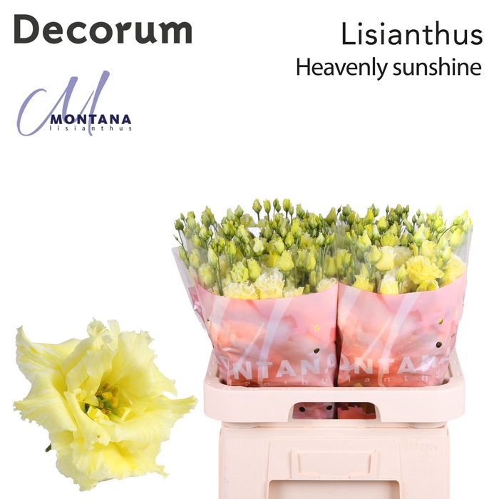 <h4>Lisianthus Dye heavenly sunshine</h4>