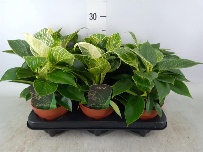 <h4>Philodendron   ...</h4>