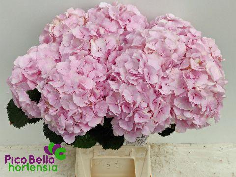 <h4>HYDR M CH VERENA</h4>