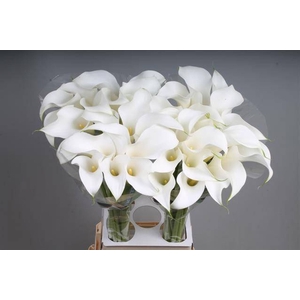 Calla White Present