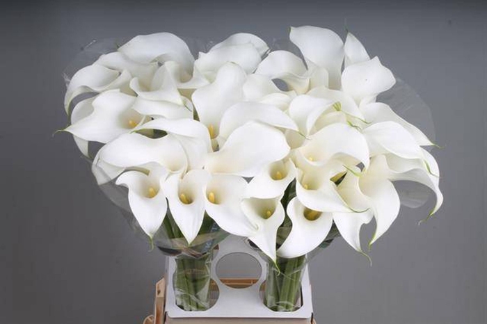 <h4>Calla White Present</h4>