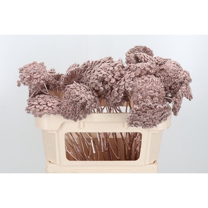 Ammi Zaad Kl Bh Champagne