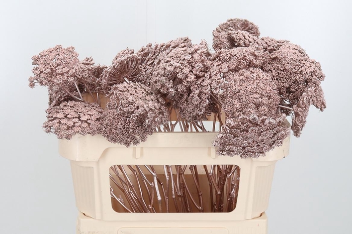 <h4>Ammi Zaad Kl Bh Champagne</h4>