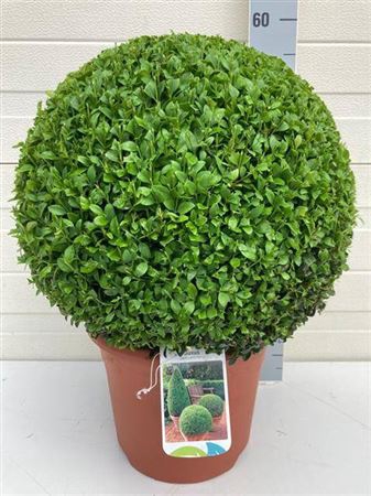 <h4>Buxu Sempervirens Bol 42.5cm</h4>