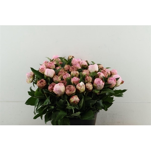 Paeo L Gardenia 45cm