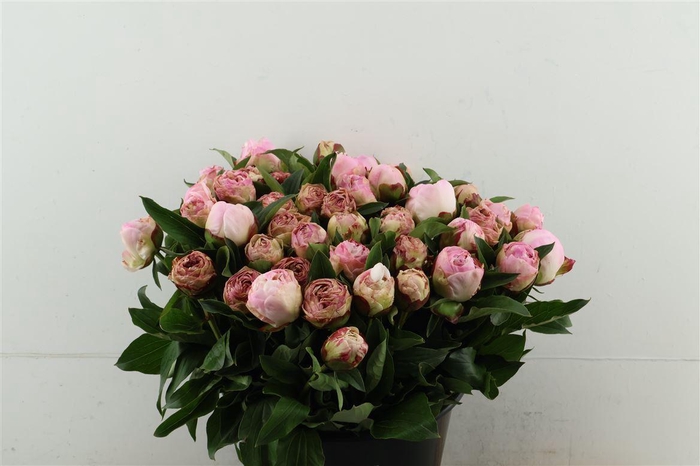 <h4>Paeo L Gardenia 45cm</h4>