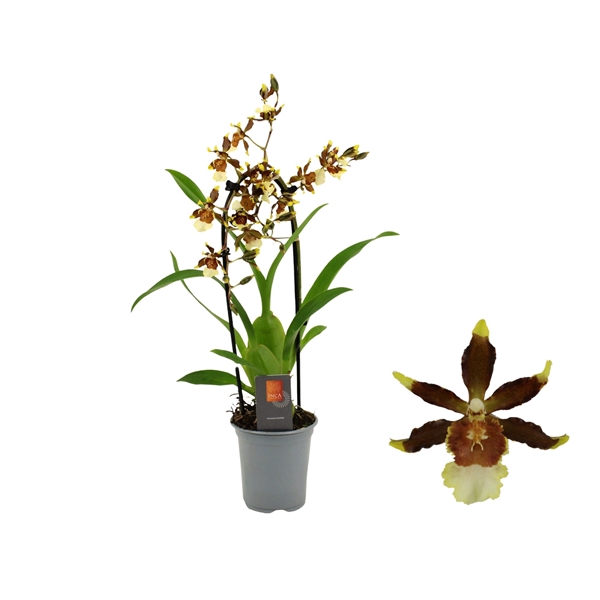 <h4>Inca Cambria Samba Exotica cascade 9cm</h4>