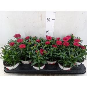 Dianthus  'Oscar Red'
