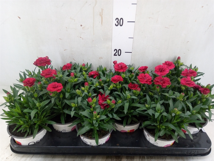 <h4>Dianthus  'Oscar Red'</h4>