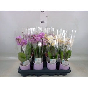 Phalaenopsis   ...mini