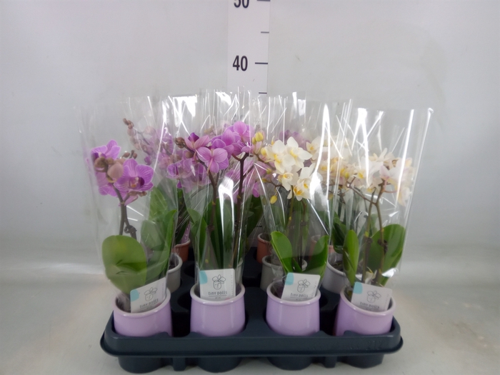 <h4>Phalaenopsis   ...mini</h4>